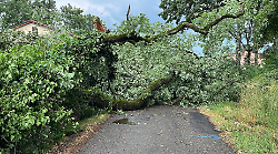 Maltempo, albero si abbatte sulla strada. A Bibbiena caduti 43 millimetri di pioggia in mezz'ora