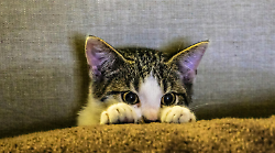 Gatto chiuso in una scatola e lasciato morire. Lo ha salvato un cane.  L'incredibile storia di Loto