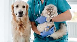 Animali e bufale online: ecco quando dottor Google fa più male che bene. Scopri come proteggere cani e gatti dal caldo
