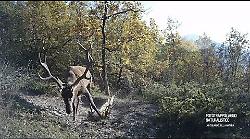 Il cervo fa il bagno nel Parco: la pozza diventa piscina naturale. L'incredibile video catturato con la fototrappola