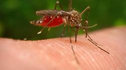 L'allarme West Nile arriva ad Arezzo: contagiata una 85enne, è al San Donato. L'Asl: "Non ci sono rischi per la cittadinanza". Come si previene il virus