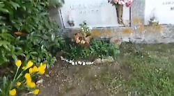 Anghiari, tagliato un gelsomino al cimitero di Pianettole. La protesta di una residente: "Nessuno mi aveva avvertita"