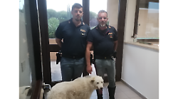 Jane, il cane salvato dai poliziotti sull'Autostrada del Sole. Correva disorientata tra auto e camion, poi sono arrivati Andrea ed Emanuele 