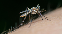 Bimbo di un anno ricoverato per il virus Zika. Il Comune ordina la disinfestazione. I sintomi e come prevenire il contagio