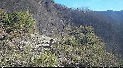 Gatto selvatico sorpreso dalla videotrappola. Relax al sole ma sempre con l'attenzione molto vigile. Il video