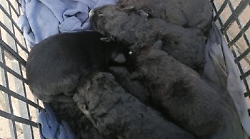 Sette cuccioli di cane abbandonati davanti al supermercato. L'Enpa Valdarno: "Si cerca il responsabile"