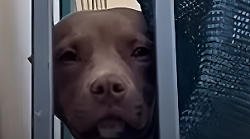 Diego abbandonato e morto in un garage: la tragica fine del pitbull già segregato sul balcone. Video da brividi