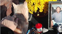 Serena: "Il gatto Jack era, ogni giorno, sulla tomba del mio fidanzato. Oggi curo i gatti del cimitero"
