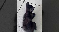 La gattina Fortunata lanciata dal finestrino zoppica ma vive tra le coccole della coppia di giovani che l'ha raccolta per strada