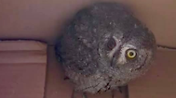 Assiolo ferito a un occhio trovato da una cittadina e salvato. Cosa fare e chi chiamare per aiutare animali selvatici in difficoltà