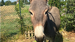 Arezzo, salva gli animali dal macello e poi li dà in adozione. Tra questi Ciuchino e la pecora Diana