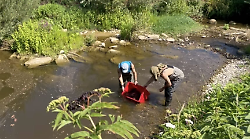 Pesci messi in salvo prima dei lavori lungo l'argine del torrente