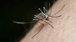 Virus West Nile, ancora otto casi. Tre ricoveri. La Asl: "Serve il contributo dei cittadini". Ecco dove i contagi