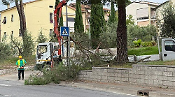 A Olmo comincia il taglio dei pini. I residenti perdono la battaglia: "E' un peccato speravamo in un dietro front"