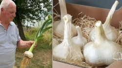 L'Aglione della Valdichiana è l'oro a spicchi dei campi: arriva il disciplinare per la Dop. Giro d'affari da un milione e mezzo di euro