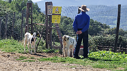 Dall'Australia al Casentino il pastore maremmano a difesa del bestiame. Una delegazione di allevatori stranieri in visita alle aziende e al Parco