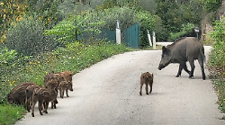 L'1 ottobre via alla caccia al cinghiale, intanto l'ungulato passeggia sulle strade
