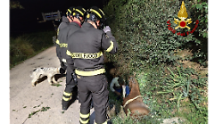 Cavallo cade nel fosso di due metri, imbracato e recuperato dai vigili del fuoco