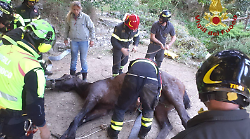 Cavallo cade nel torrente, salvato dai vigili del fuoco con l'elicottero