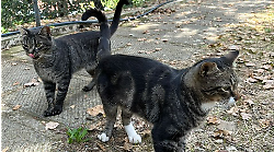 Arezzo, appello per i cento gatti di Sargiano. "Aiutateci o si rischia di chiudere il rifugio"