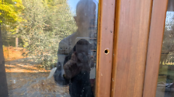 Arezzo, tentano furto nella villa del direttore di Arezzo Intour. I cani spaventano i ladri