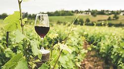 Sansepolcro, sei aziende tra Toscana e Umbria protagoniste della prima edizione di Bevi. La grande passione per il vino