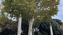 Arezzo, il platano davanti al Duomo verrà potato. Dal Comune: "Così ogni due anni"