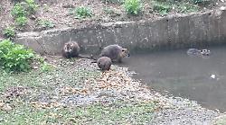 Flash mob per salvare una famiglia di nutrie. La Rete dei Santuari di Animali Liberi: "Lasciatela vivere"