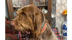 L'incredibile storia di Achilles, da cane abbandonato a mascotte di un sottomarino della Marina militare britannica