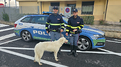 Cane avvistato lungo l'autostrada: salvato dagli agenti della Polizia stradale grazie a un panino