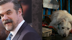 David Harbour e i problemi sul set di Stranger Things: il precedente del cane odiato