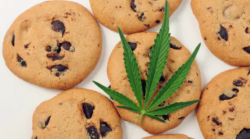 Biscotti alla marijuana: arrestato dopo che il nipotino ne mangia uno e si sente male
