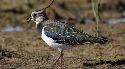 Appello del Wwf alla Regione Toscana per fermare l'uccisione di mille pavoncelle, una specie a rischio