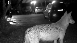 "Ci sono i lupi a Staggiano", l'appello dei residenti al Comitato Emergenza Lupo