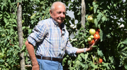 Addio al signore dei pomodori record, per raccoglierli dalle piante alte tre metri e mezzo serviva la scala