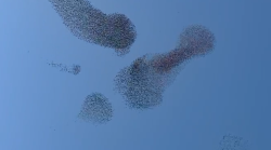 La magica danza degli uccelli sui cieli della Toscana: le murmurazioni degli storni. Il video 