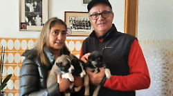 Quattro cuccioli di cane abbandonati nel bosco. Ora sono al canile di Ossaia