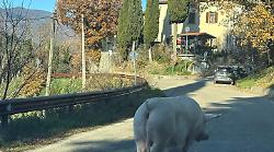 La scrofa Carlotta apre e chiude la stalla da s&eacute; e va in giro per via del Carmine ad Anghiari. E' gi&agrave; la terza volta
