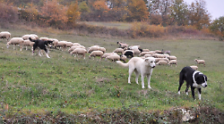 A scuola per diventare pastori. Lezioni teoriche e stage in azienda: un anno fa 75 richieste