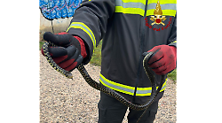 A passeggio con il cane, avvista un serpente sotto una siepe: biscia d'acqua recuperata dai vigili del fuoco e liberata in una zona sicura 