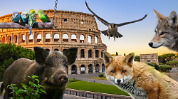 Nelle citt&agrave; ormai gli animali vivono meglio di noi: volpi, falchi e pappagalli protagonisti della nuova fauna urbana. E i cinghiali imperversano
