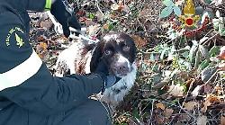 Cane precipita in un pozzo artesiano abbandonato a Mugliano e viene salvato dai vigili del fuoco