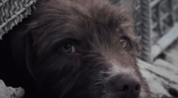 I 60 mila cani rinchiusi nelle gabbie in attesa di un'adozione. Il commovente spot firmato Paolo Sodi