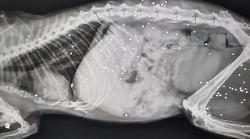 Due gatte ferite da colpi di arma da fuoco. Cosa &egrave; successo e come stanno