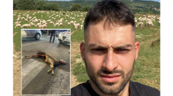 Scaric&ograve; in mezzo alla strada la sua pecora uccisa dal lupo: l'allevatore non ha commesso reati, caso giudiziario archiviato