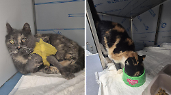 Due gatte ferite a colpi di fucile. Salvate con delicati interventi chirurgici. Sul vergognoso gesto indagano i carabinieri