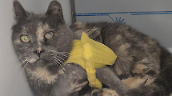 Gatte prese a fucilate, Senesi: "Gesto indegno, speriamo che il responsabile venga individuato"