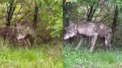 L'ululato dei lupi nella notte, il pericolo rogna: il Comitato Emergenza torna a puntare il dito sui pericoli per la sovrappopolazione. I video
