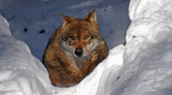 Lupi e polemiche senza fine: sui social esplode lo scontro tra chi attacca il Comitato e chi sostiene che ha ragione