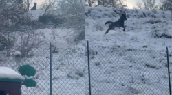 Lupo lungo la recinzione della scuola elementare e il Comitato propone con sarcasmo: "Dedichiamogli la festa del paese". Il video